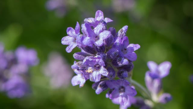 Kruidenwandeling met proevertjes - geneeskrachtige bloemen klein.JPG