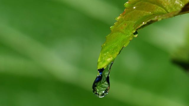 Regenwater optimaal benutten: opvangen, infiltreren, bufferen of afvoeren?