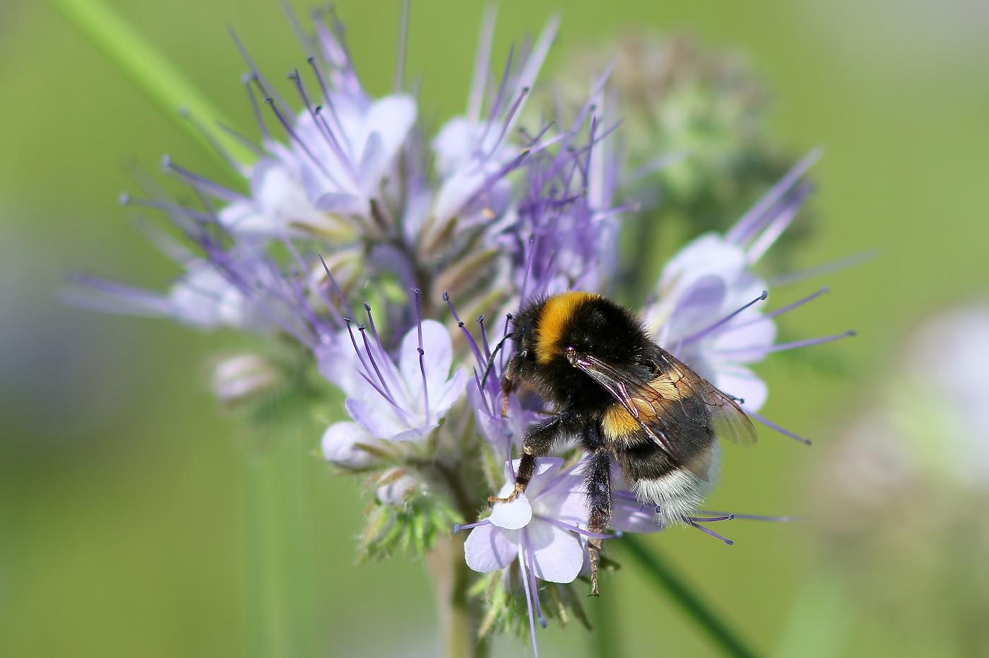 Natuurpunt