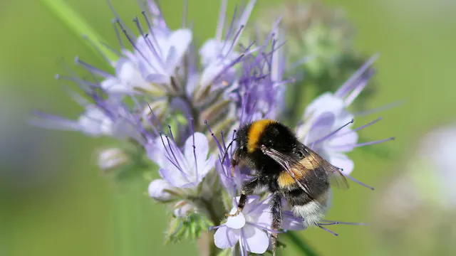 Natuurpunt
