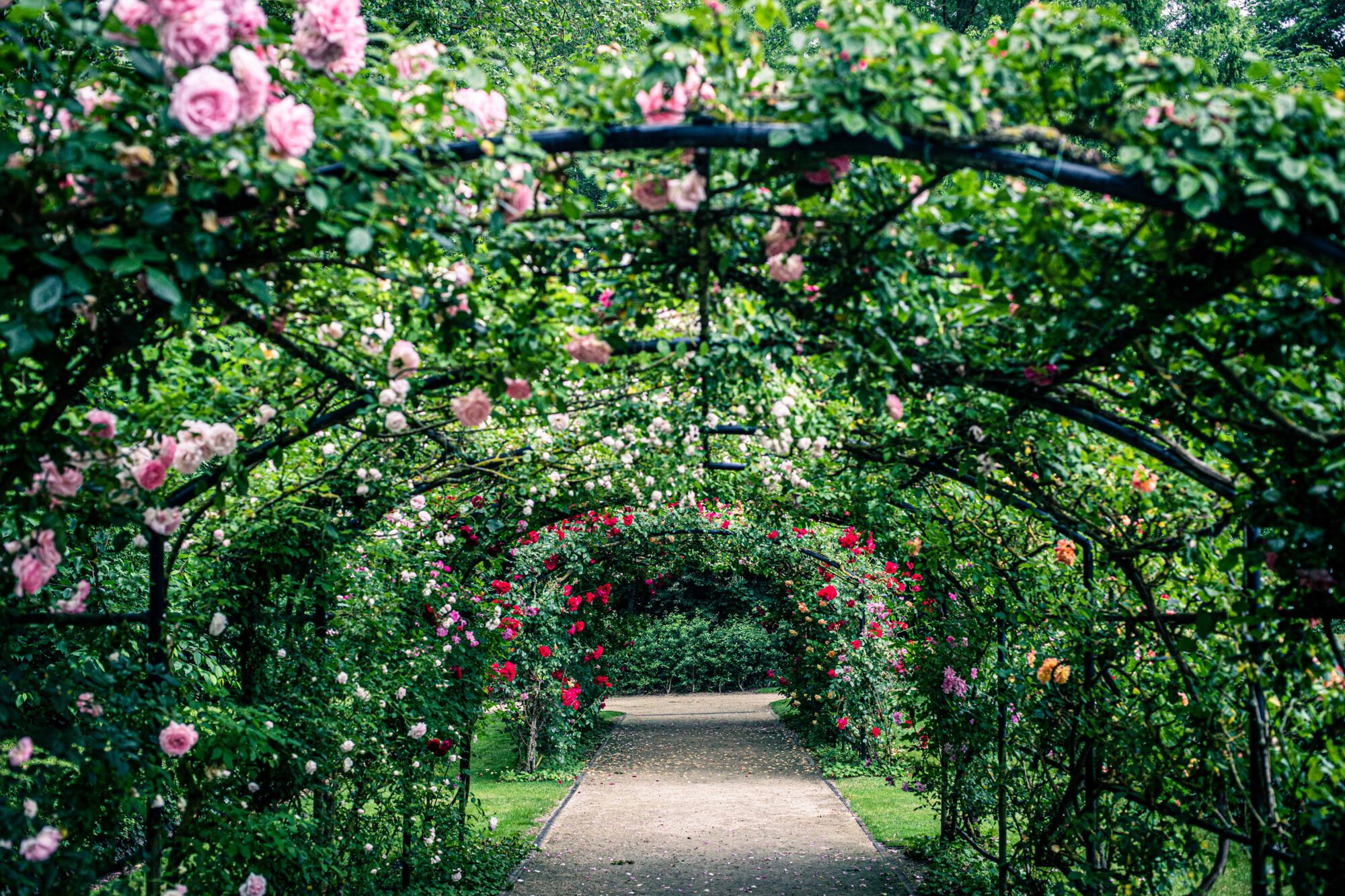Rozentuin Hoog-Kortrijk