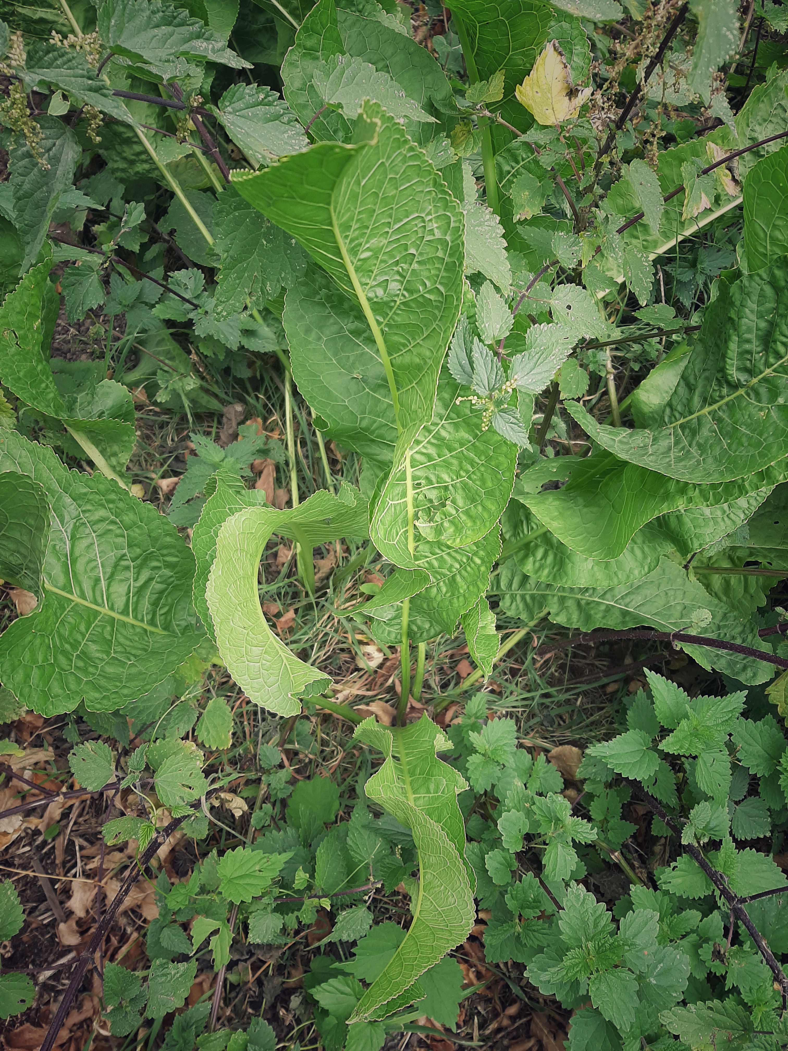 Boost je immuniteit met wilde planten