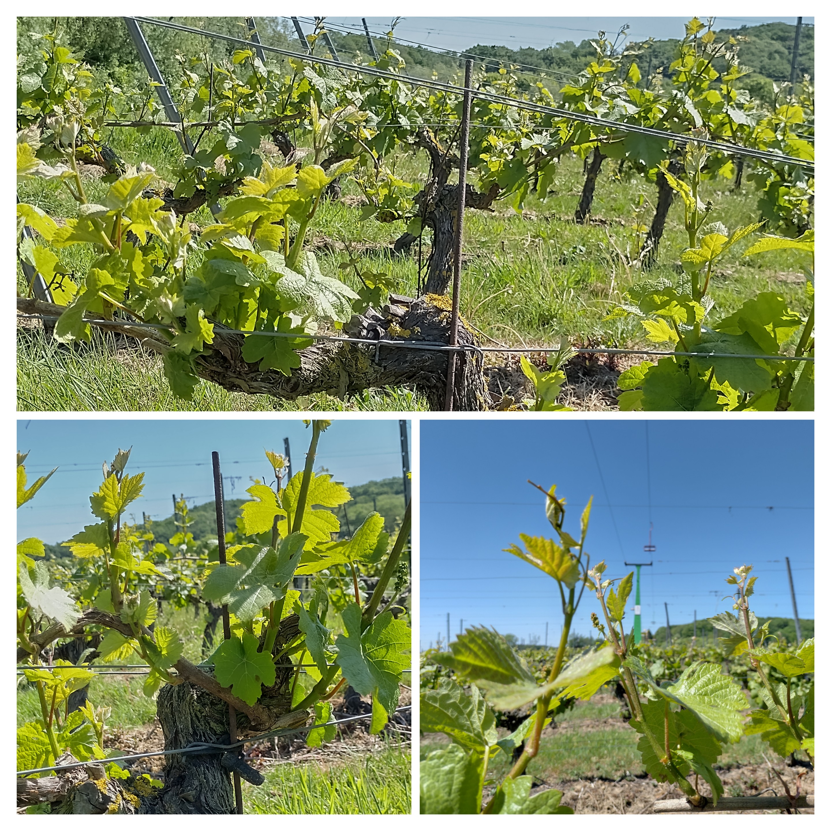 Heuvellandse wijngaard