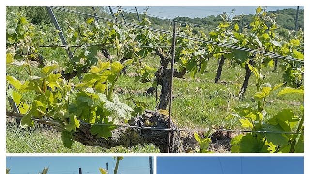 Heuvellandse wijngaard