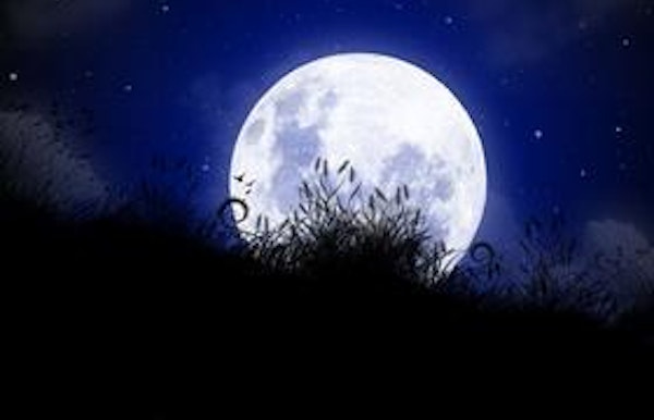 Wandeling, dieren in de nacht