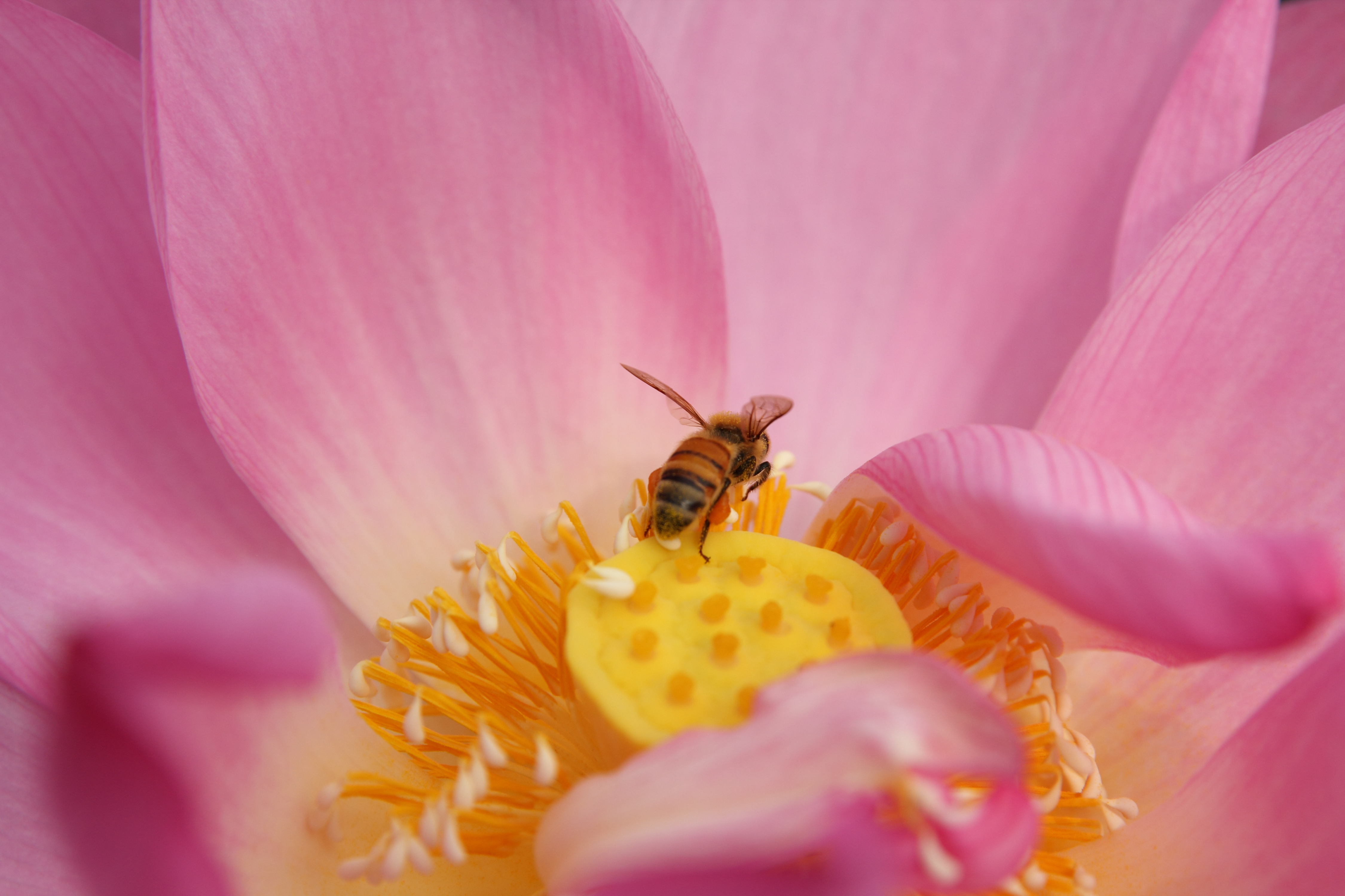 Bij op roze lotusbloem