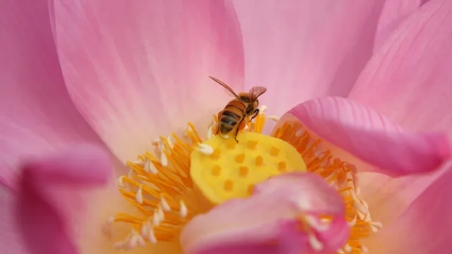 Bij op roze lotusbloem