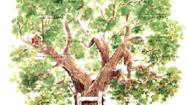 fvwestkuststartmetjestamboom