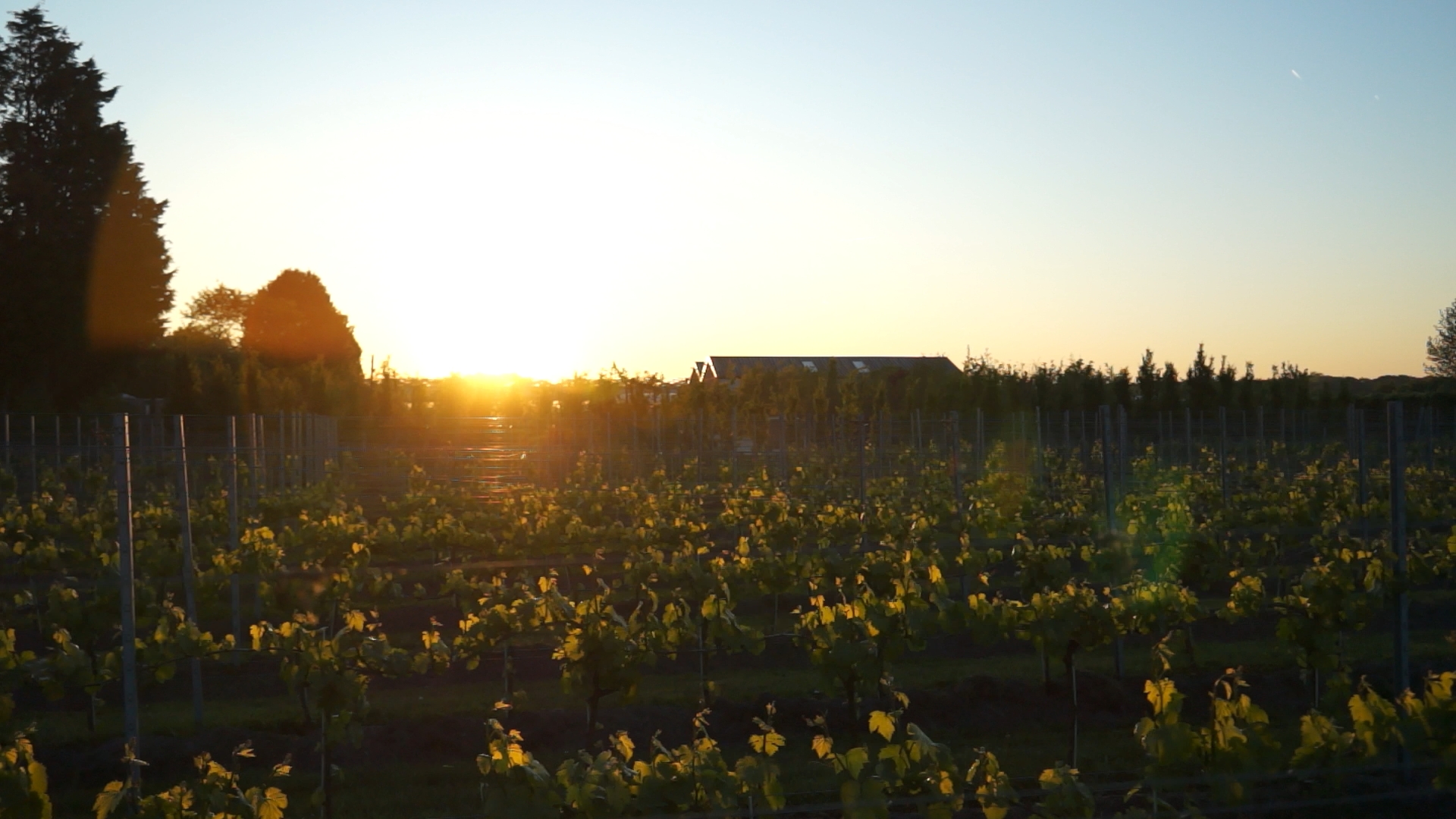 Zonsopgang in de wijngaard