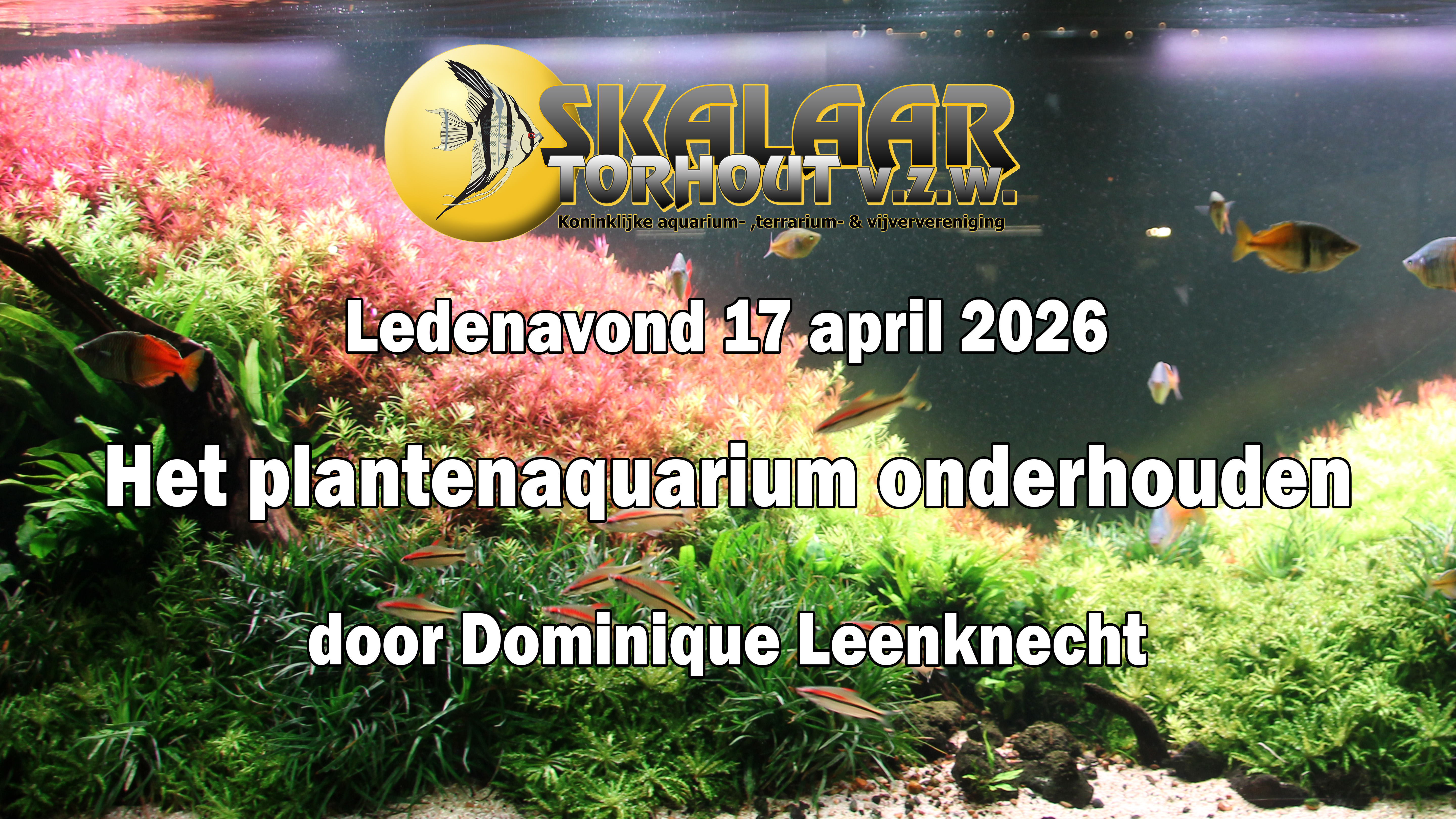 Het plantenaquarium onderhouden – door Dominique Leenknecht