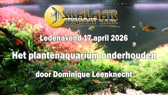 Het plantenaquarium onderhouden – door Dominique Leenknecht
