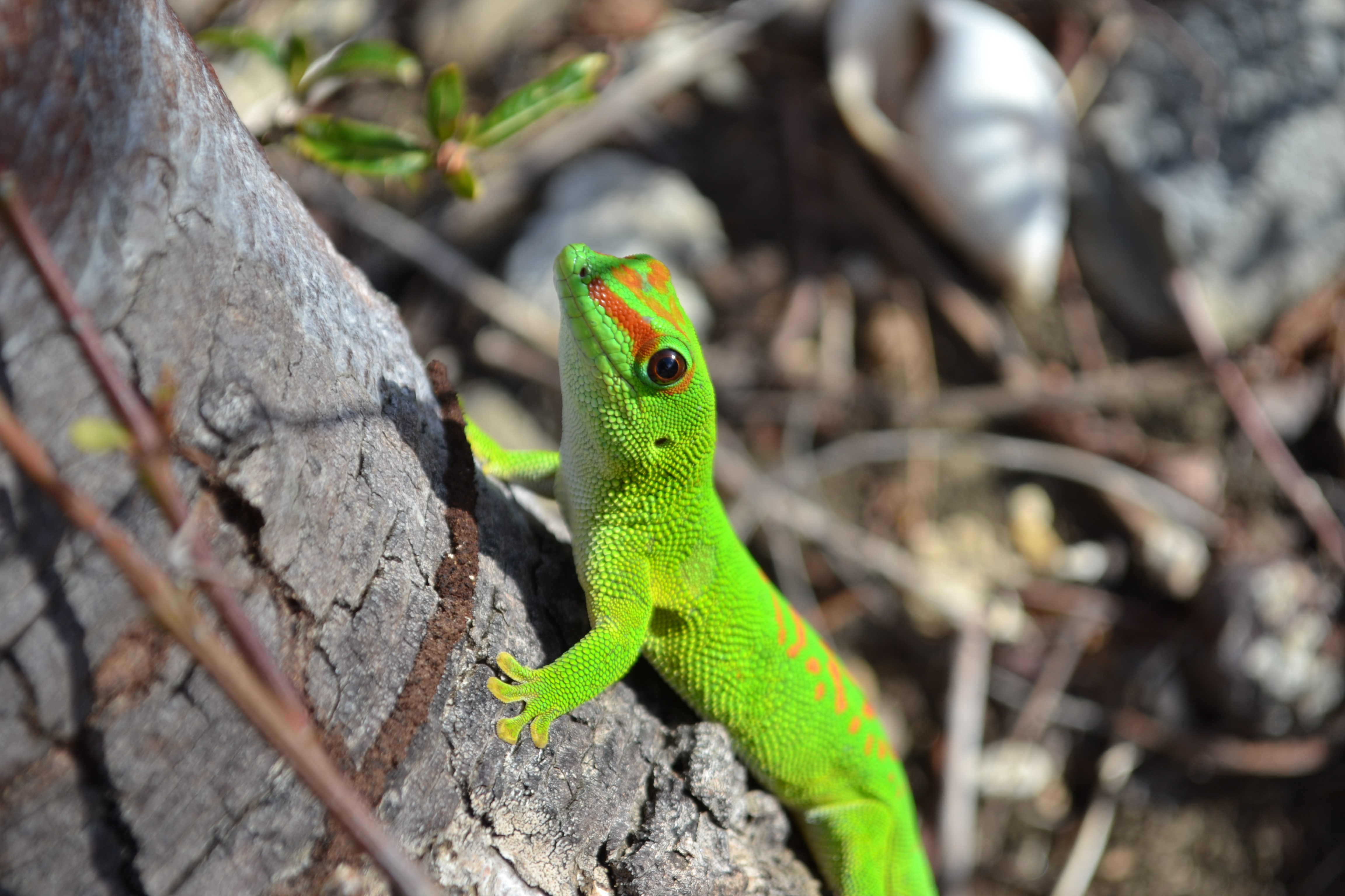 Madagascargekko