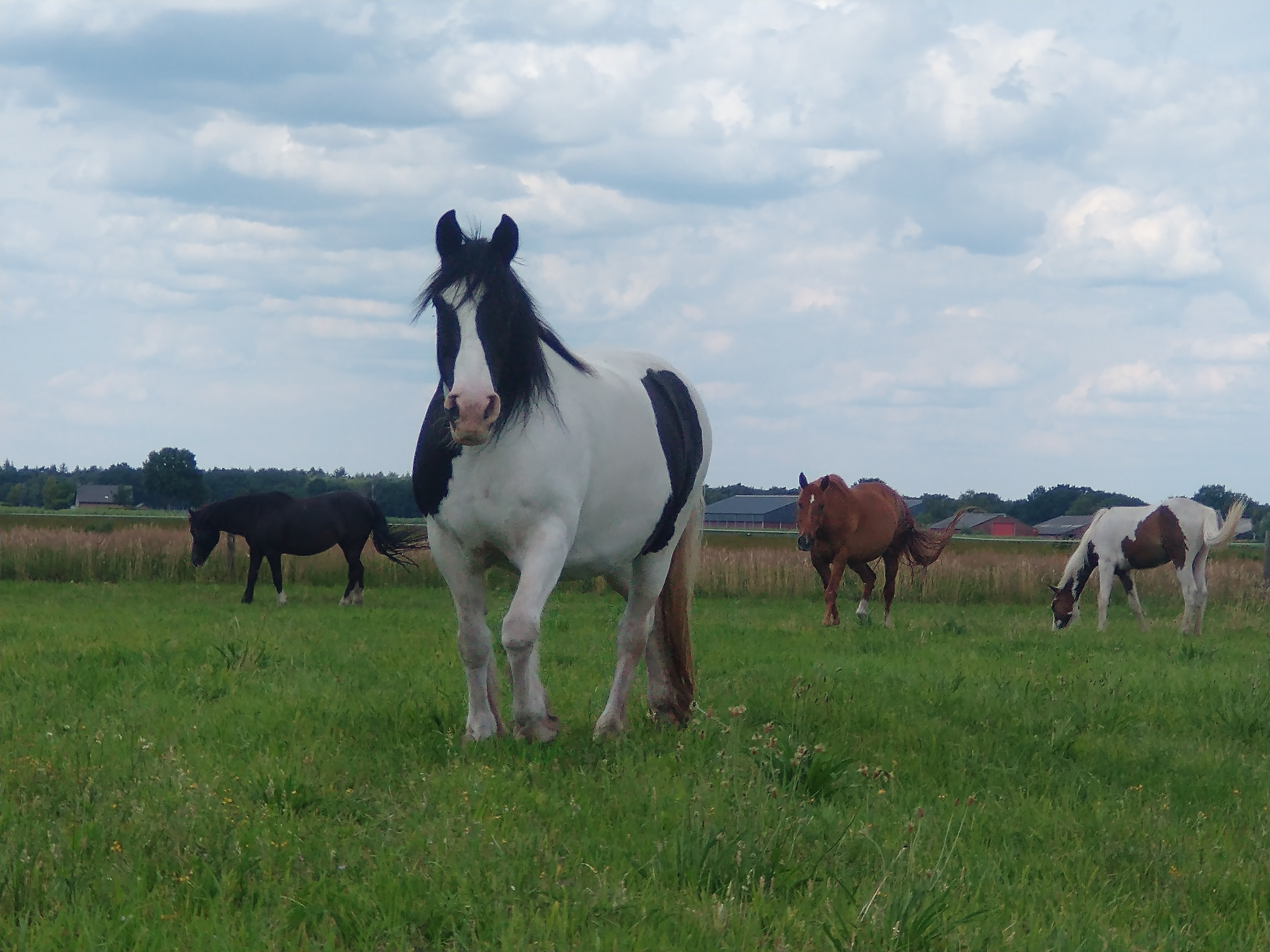 Ik ben therapeut en werk met behulp van paarden. Wees welkom op onze prachtige locatie tussen de paarden om je zelfliefde te laten ontplooien.