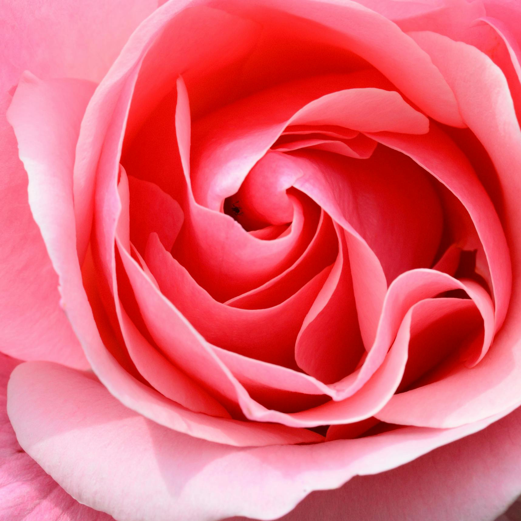 Liefde als grond van alles