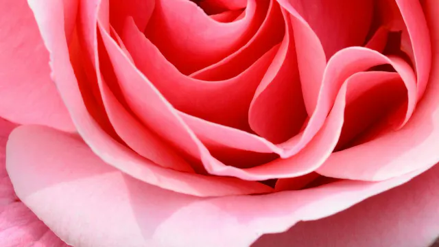 Liefde als grond van alles