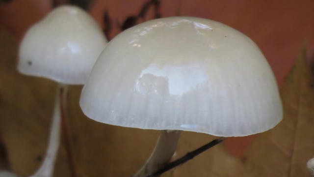 Natuurpunt