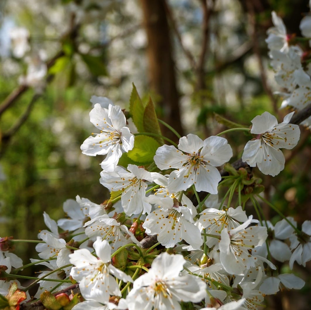 Fietstocht door het Limburgse Haspengouw