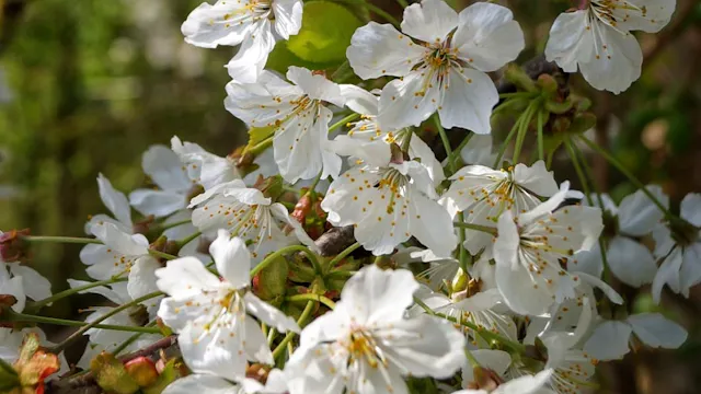 Fietstocht door het Limburgse Haspengouw
