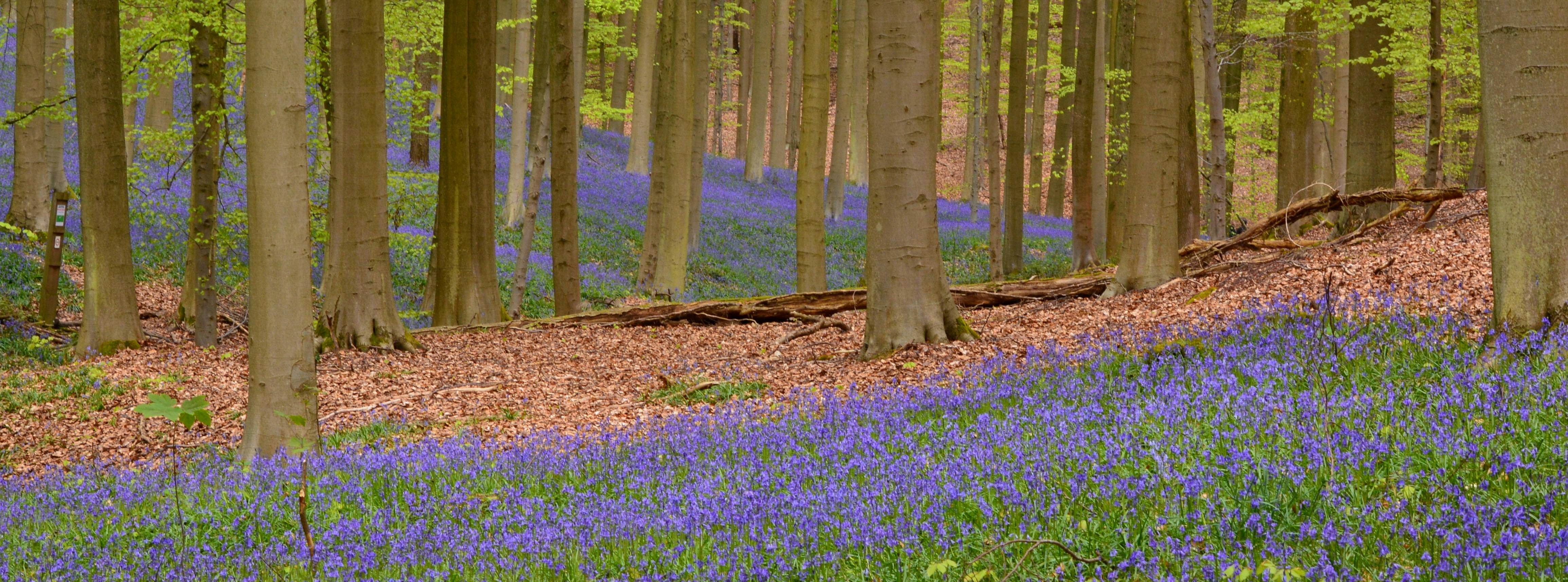 Hyacinten in het Hallerbos