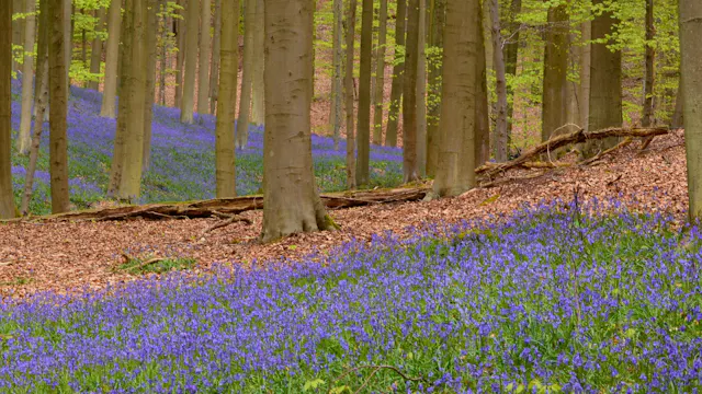 Hyacinten in het Hallerbos