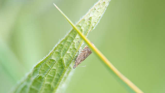 Nachtvlinder in close-up