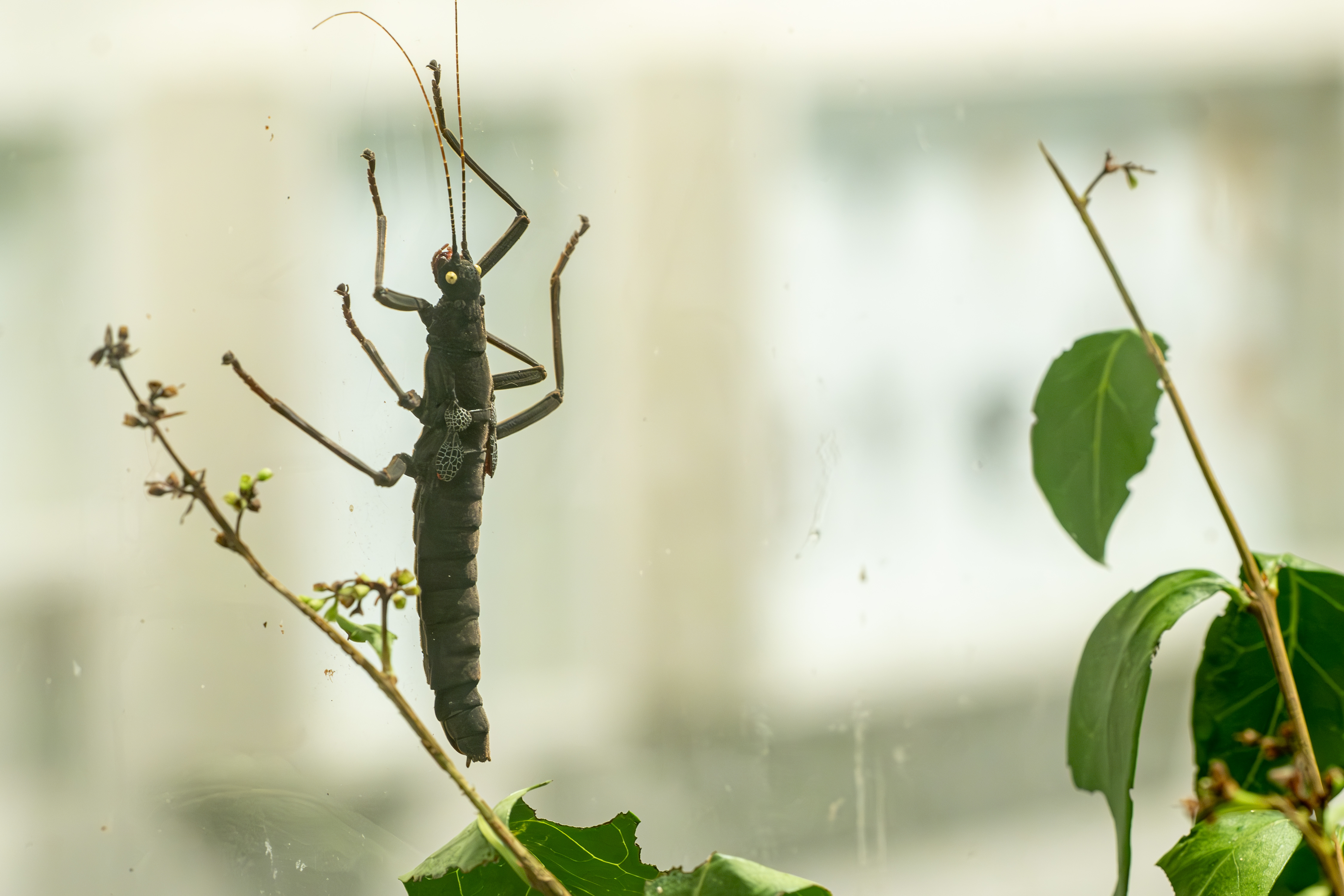 Stage: Insectes et compagnie