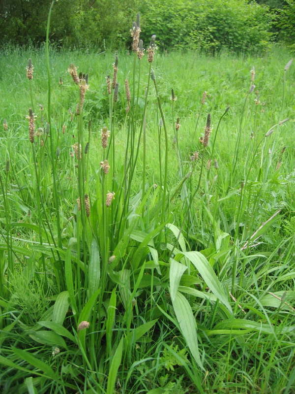 Geneeskrachtige planten