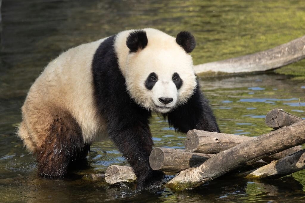 panda