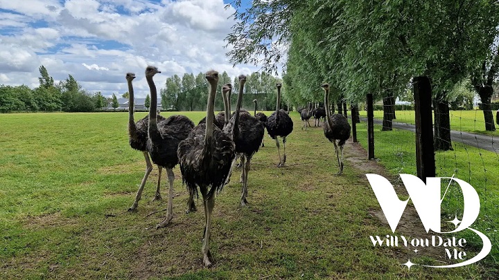 Bezoek aan Struisvogelboerderij voor Singles op 9 mei 2026