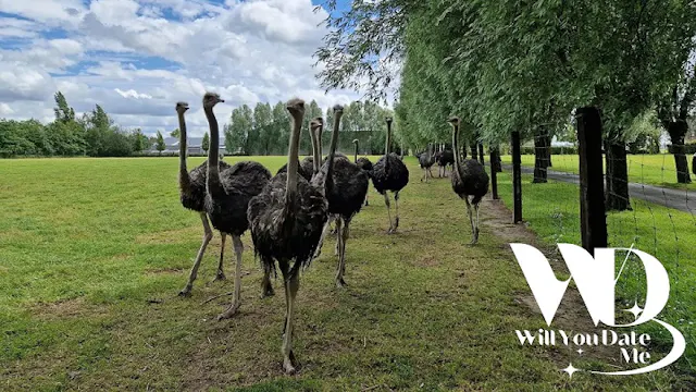 Bezoek aan Struisvogelboerderij voor Singles op 9 mei 2026