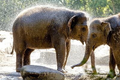 Afbeelding voor evenement Diergaarde Blijdorp