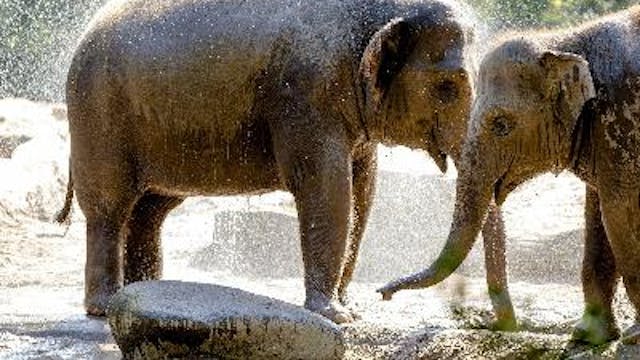 Afbeelding voor evenement Diergaarde Blijdorp