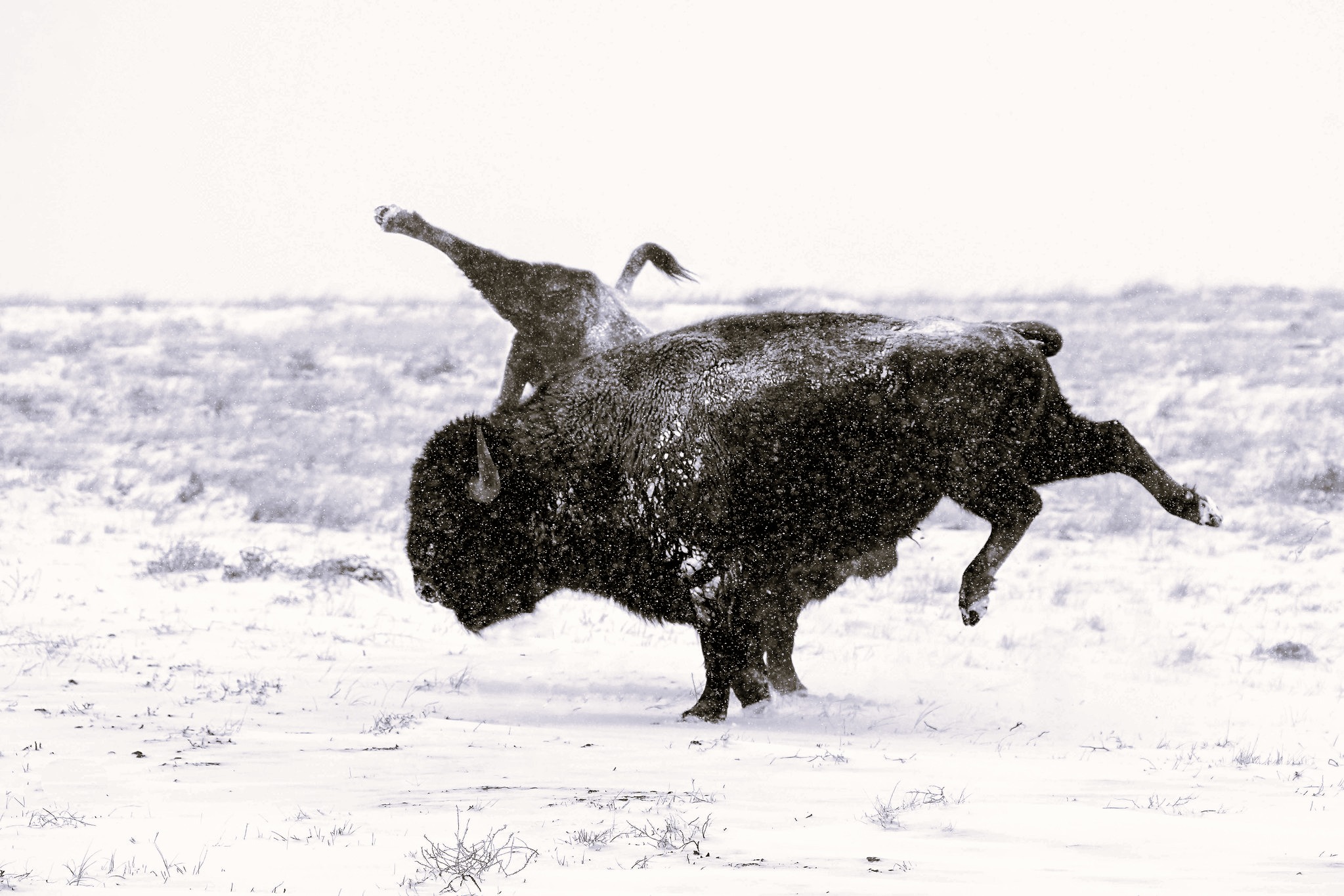 Petty Bison – Thomas Vantuycom