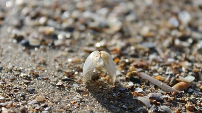 Strand-en schelpenwandeling.jpg