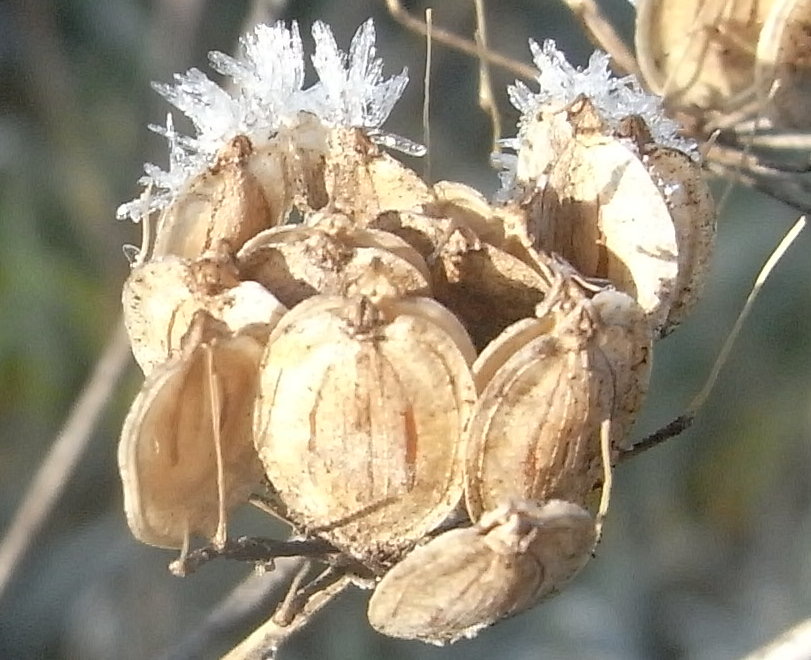 Vive le glandage ! Fruits et graines en automne