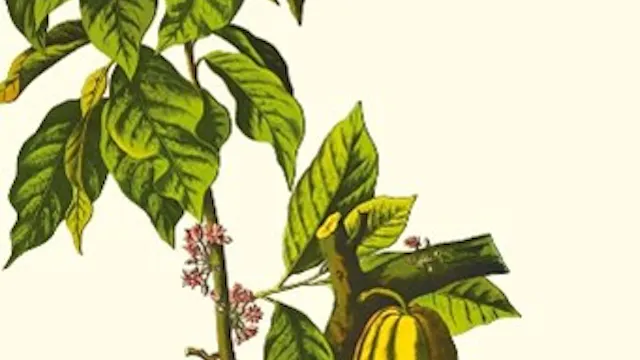 Dé nieuwe Donald Niedekker