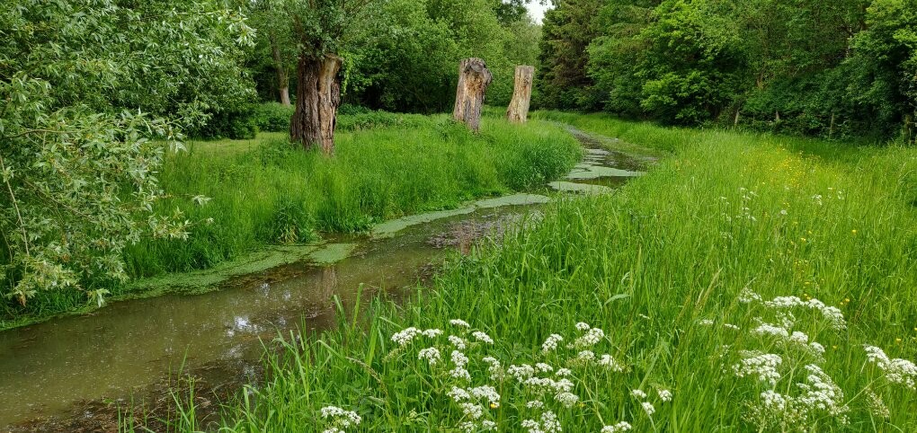 flowlab-foto-Kruidenwandeling-langs-de-Molse-Nete-(1).jpeg