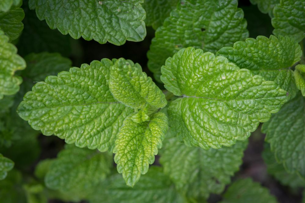 Kruidenwandeling - Maria godinnenkruiden klein.JPG