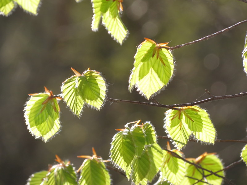 Fin du mois de Floréal, presque Prairial en forêt de Soignes