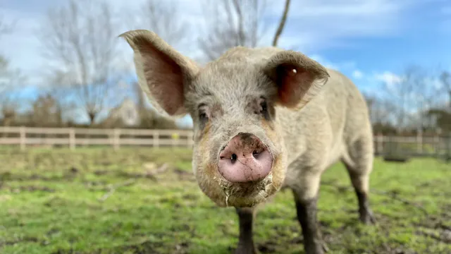 Schoolhoeve De Campagne