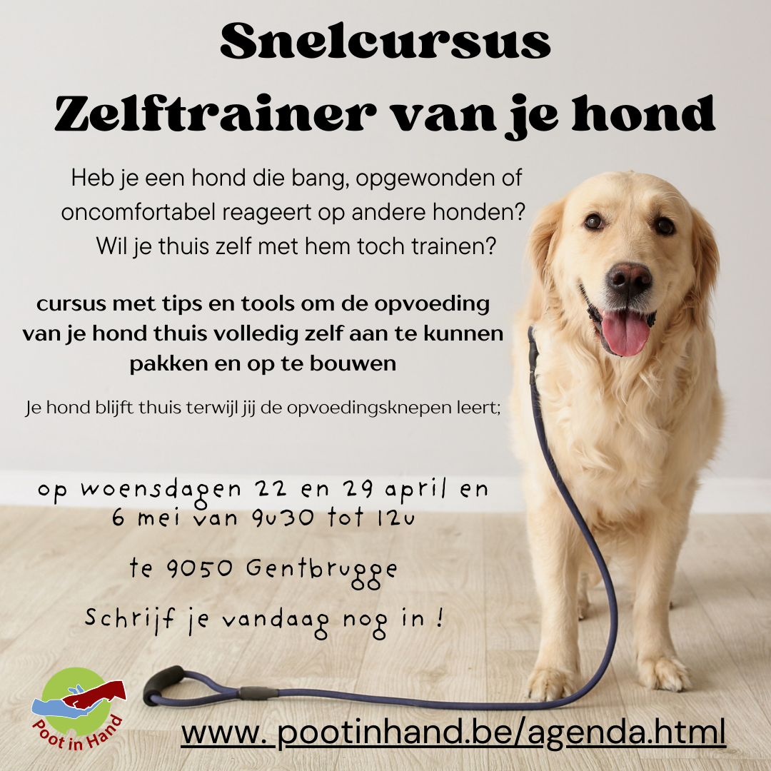 Snelcursus Zelftrainer van je hond te Gentbrugge