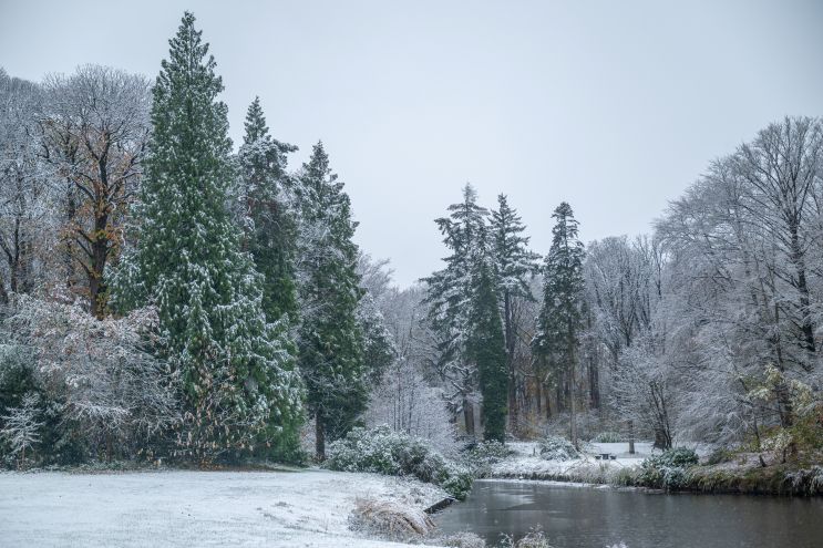 Natuurwandeling - bomen herkennen in de winter klein.jpg