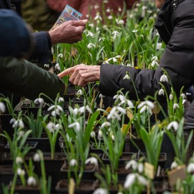 Sneeuwklokjesverzamelaarsdag 