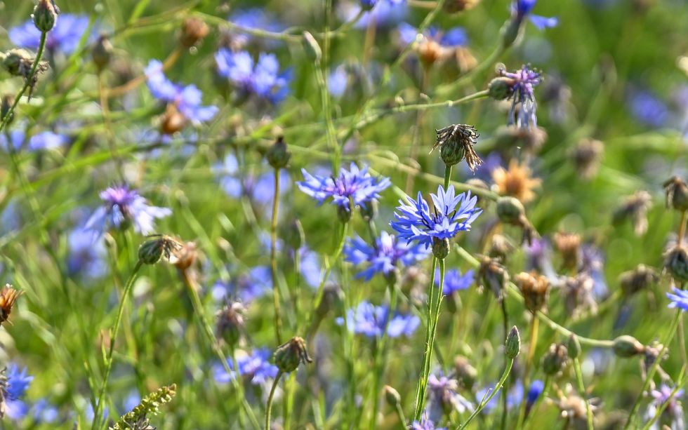 Kruidenwandeling met testers - hydrolaten klein.jpg