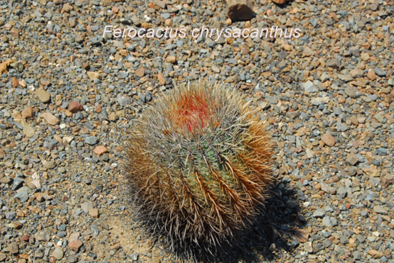 ferocactus chrysanthus