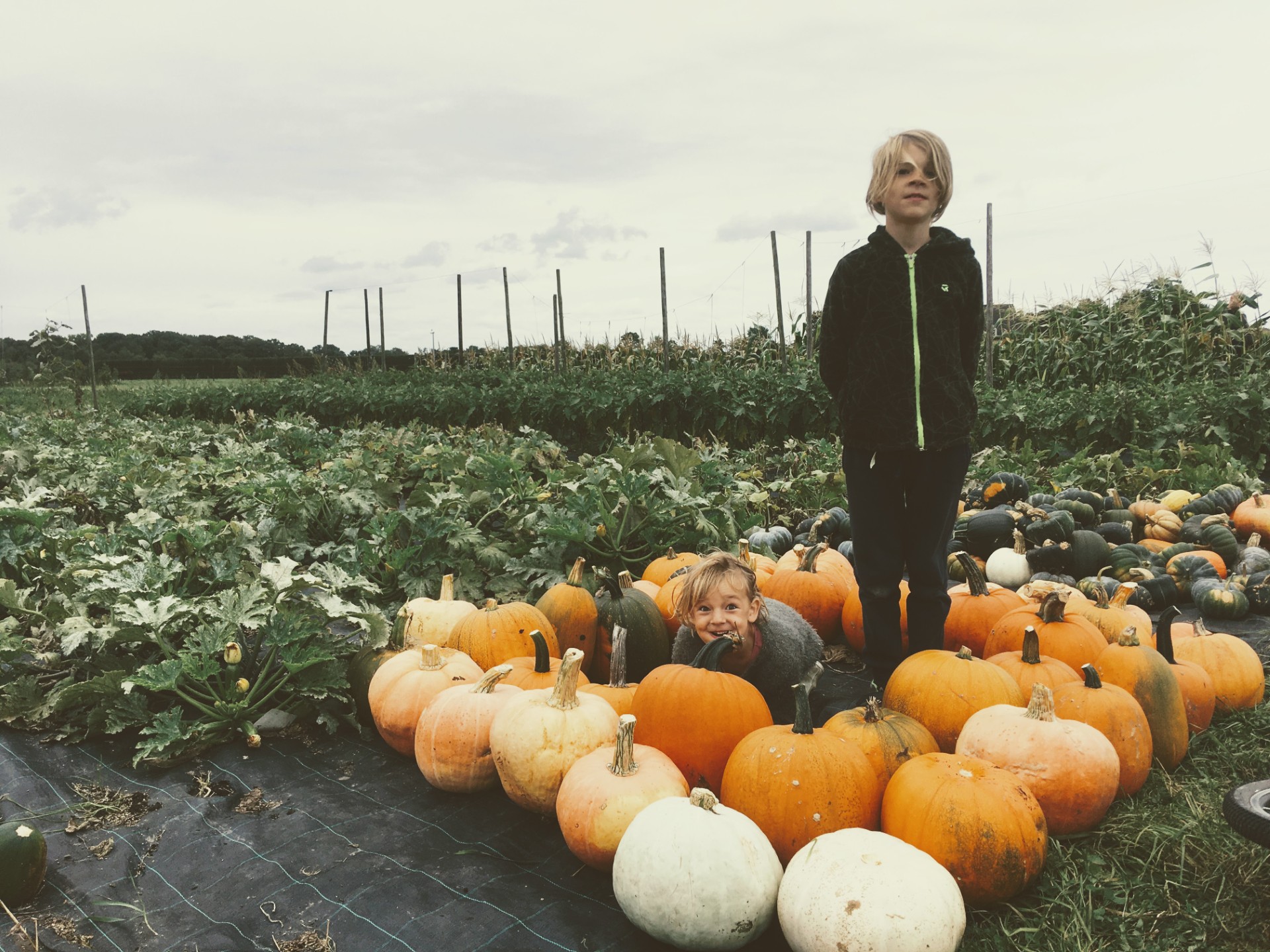 pompoenoogst op de Gulle Gaard