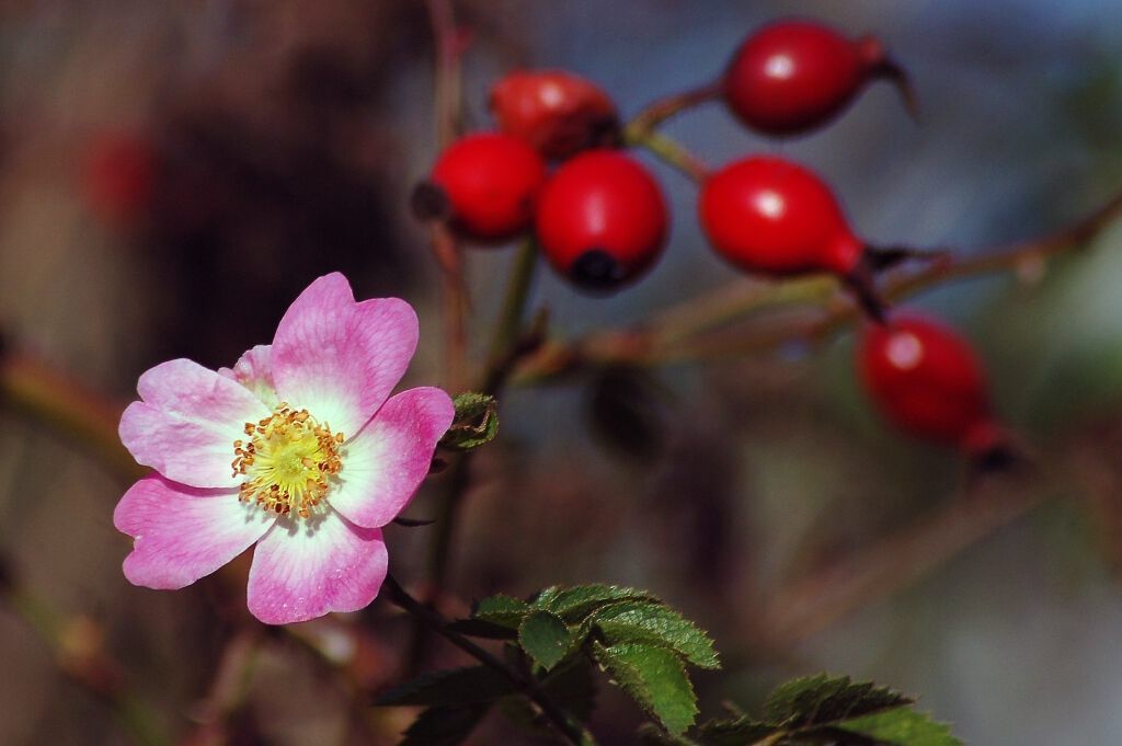 kruidenworkshop - de roos (2).jpg