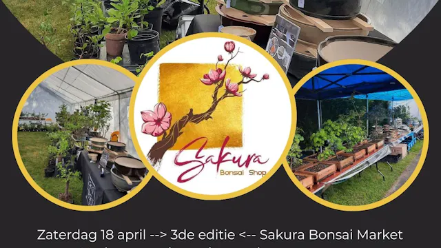Sakura bonsai market 2026