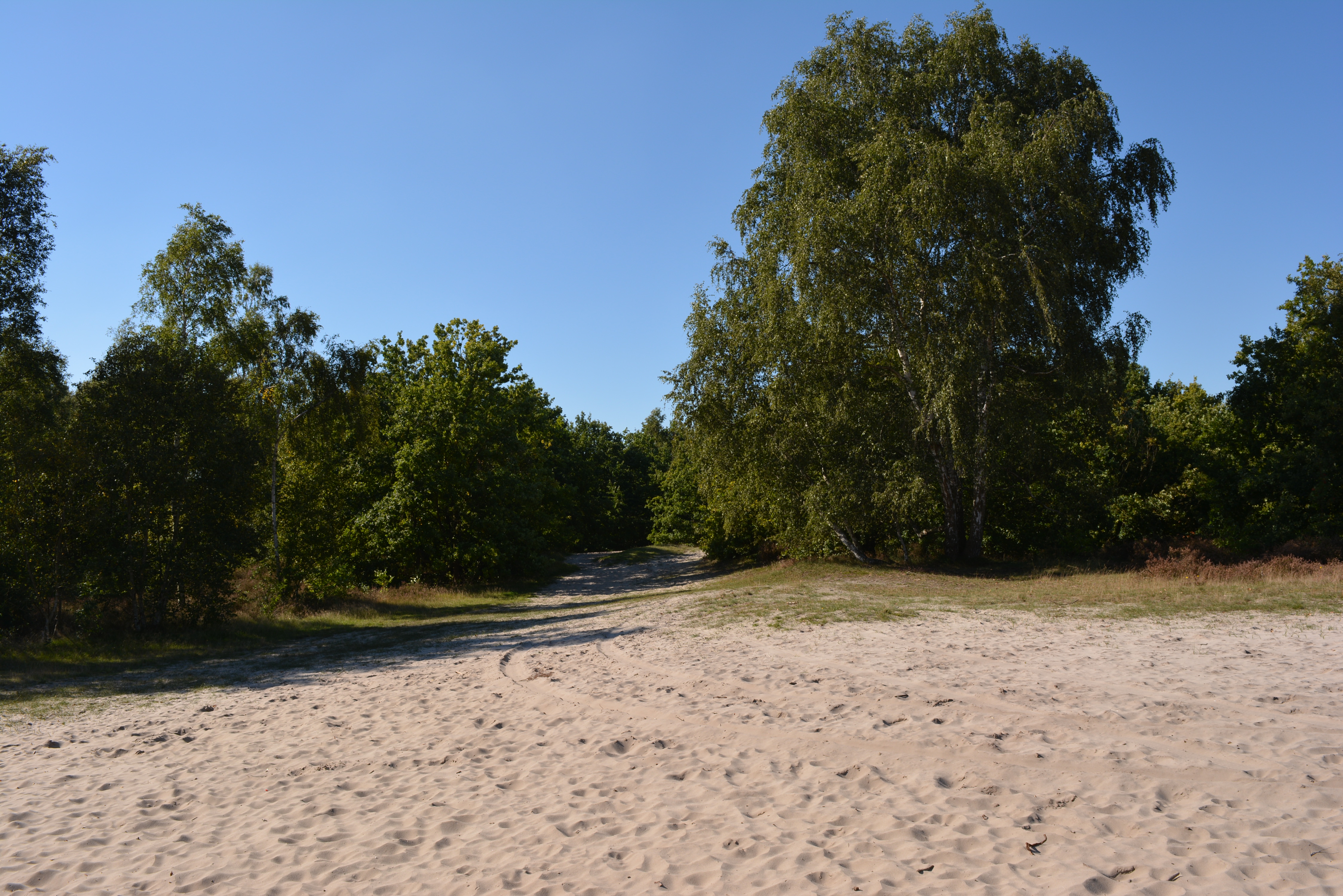 Ruige Heide _ zandduin