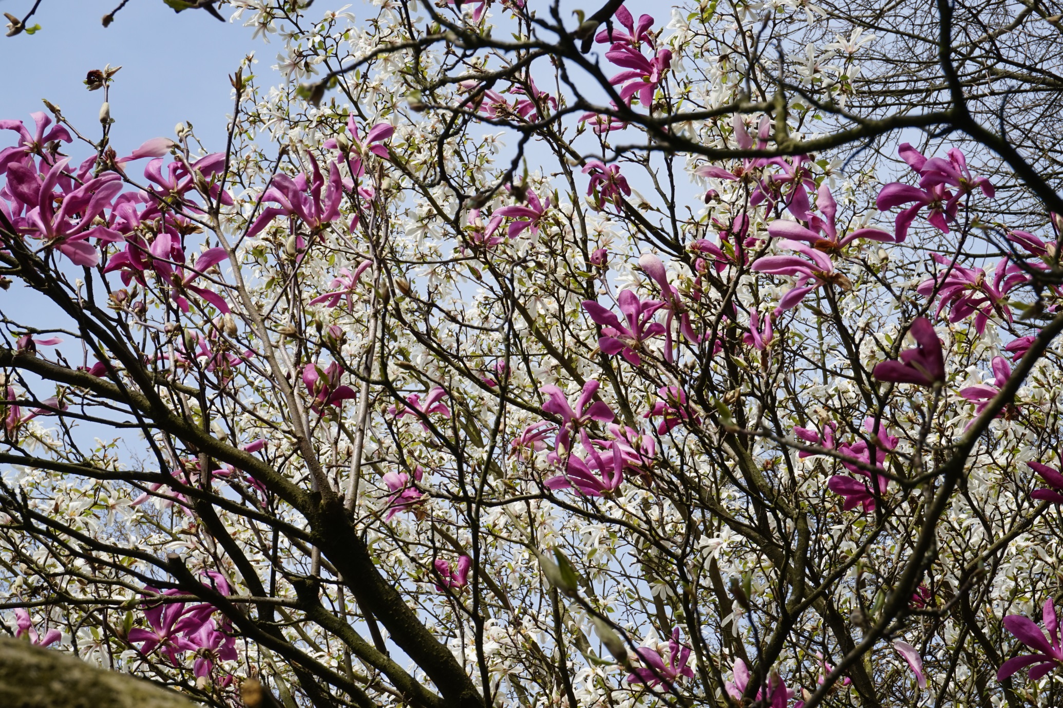 Visite guidée : "A la rencontre de l'arbre"